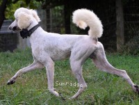 Cardan, a white male Standard Poodle for sale
