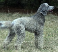 "Asher" Mithril Asher In The Sky, a silver male Standard Poodle