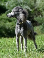"Lyza" Sunridge Lady Of The Sky, a silver female Standard Poodle