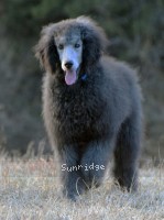Barrington, a silver male young adult Standard Poodle for sale