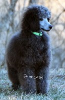 Grover, a silver male young adult Standard Poodle