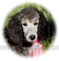 Panna, a silver female Standard Poodle puppy for sale