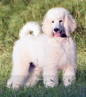Gregory, a white male Standard Poodle puppy for sale