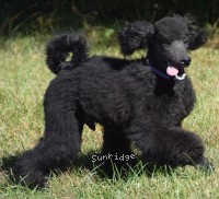 Percy, a blue male Standard Poodle puppy for sale