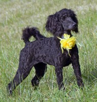 Sara, a black female Standard Poodle puppy