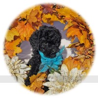 Breezz, a silver female Standard Poodle puppy