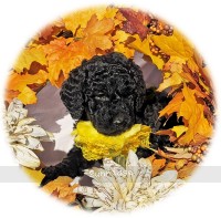 Luna, a silver female Standard Poodle puppy