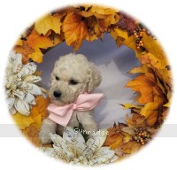 Peace, a white female Standard Poodle puppy
