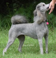 Pippi, a silver female Standard Poodle for sale