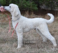Rudy, a white male Standard Poodle for sale