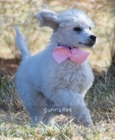 Peace, a white female Standard Poodle puppy for sale