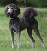 Desarae, a silver female Standard Poodle