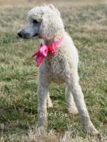 Liza, a white female Standard Poodle for sale
