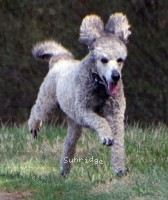"Pattie" Sunridge Goddess Of Peace, a silver female Standard Poodle