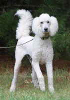 Rudy, a white male Standard Poodle