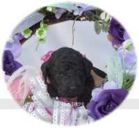 Paccia, a silver female Standard Poodle puppy for sale