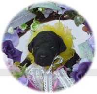 Yodit, a silver female Standard Poodle puppy for sale