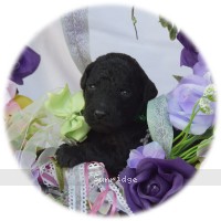 Glendon, a silver female Standard Poodle puppy for sale