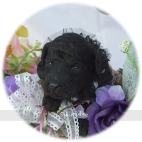 Bridgette, a silver female Standard Poodle puppy
