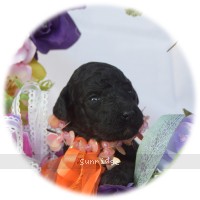 Olga, a silver female Standard Poodle puppy for sale