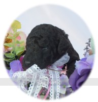 Waldon, an abstract silver male Standard Poodle puppy for sale