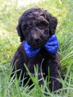 Barton, a silver male Standard Poodle puppy for sale