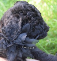 Bridgette, a silver female Standard Poodle puppy