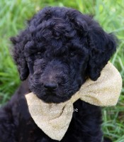 Burl, a blue male Standard Poodle puppy for sale