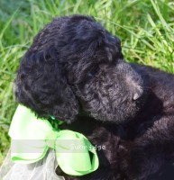 Glenda, a silver female Standard Poodle puppy for sale