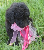 Paccia, a silver female Standard Poodle puppy for sale