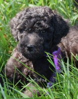 Putman, a silver male Standard Poodle puppy