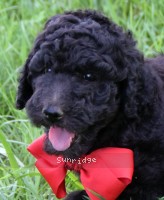 Redita, a silver female Standard Poodle puppy