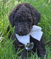 Waldon, an abstract silver male Standard Poodle puppy for sale