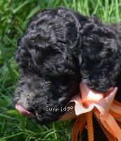 Ophelia, a silver female Standard Poodle puppy for sale