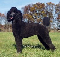 "Skye" X. Skye of Sunridge, a blue female Standard Poodle