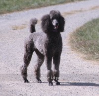 "Lyla" Sunridge Twilight Over Mount Bethel, a blue female Standard Poodle