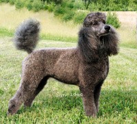 "Laura" Timber Ridges Always N Forever, a blue female Standard Poodle