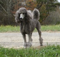 "Rheanna" Sunridge Midnight Moondance, a silver female Standard Poodle