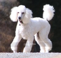 "Miss Dee" Sunridge Fire In The Moonlight, a white female Standard Poodle