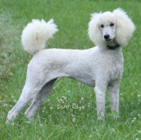 "Lexie" Sunridge Untouchable Twilight Rapture, a white female Standard Poodle