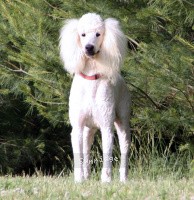 "Spencer" Sunridge Unforgettable Dreamz, a white male Standard Poodle