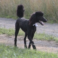 "Lizie" Sunridge Untouchable Twilight Reverie, a black female Standard Poodle