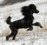 "Kaylee" X. Firefly Of Sunridge, a blue female Standard Poodle