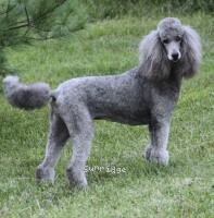 "Crystal" Sunridge Crystal Vision, a silver female Standard Poodle