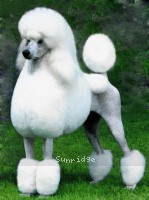 A photo of Mill Rose Masterpiece, a white standard poodle