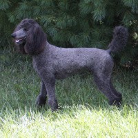 "Zara" Sunridge Midnight Princess, a blue female Standard Poodle