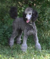 "Leaha" Sunridge Untouchable Twilight Princess, a silver female Standard Poodle