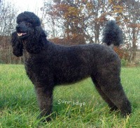 Pagentry Aurora Greenway, a black female Standard Poodle