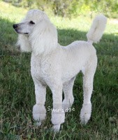 "Dynah" Sunridge Vision In the Moonlight, a white female Standard Poodle