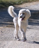 "Rocky" Prairieland Rock Me Babe, a white male Standard Poodle